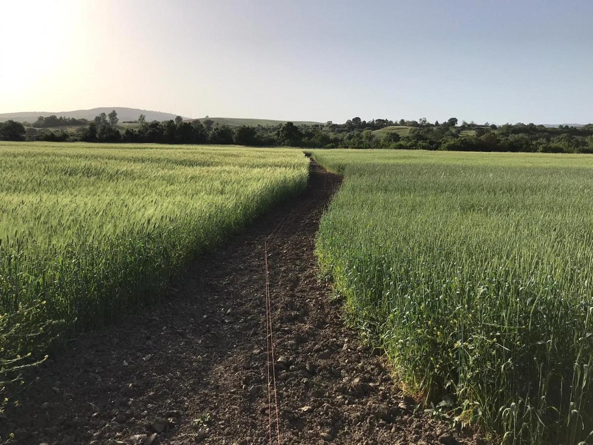 Bio Agriturismo Il Torrione Saturnia Dış mekan fotoğraf